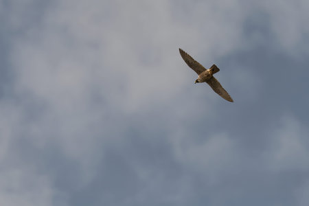 Peregrine Falcon Soaring in Clear Blue Sky