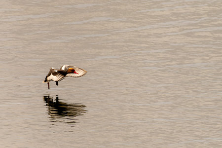 Red-crested Pochard Taking Off from Water Surface