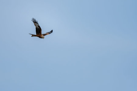 A majestic red kite soars gracefully in the clear blue sky, displaying its striking plumage and...