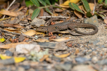 A Lilford's wall lizard blends into its natural surroundings, resting on a leaf-littered ground. The lizard's detailed scales and earthy tones highlight its camouflage abilities.の写真素材