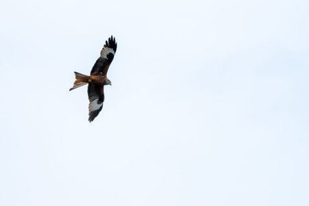 A majestic red kite soars gracefully in the clear blue sky, displaying its striking plumage and...