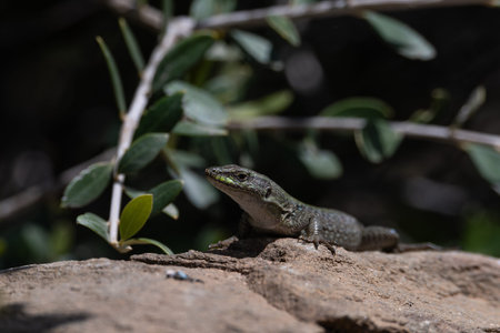 A Madeiran wall lizard basks on rugged rocks, blending in with its surroundings. The lizard's...