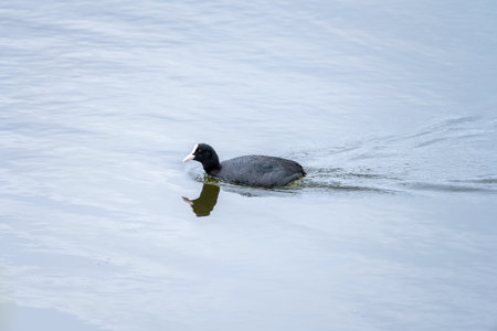 A common coot glides smoothly across the water, its black plumage and distinctive white beak creating a striking contrast against the calm, reflective surface.の写真素材