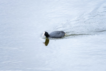 A common coot glides smoothly across the water, its black plumage and distinctive white beak creating a striking contrast against the calm, reflective surface.の写真素材
