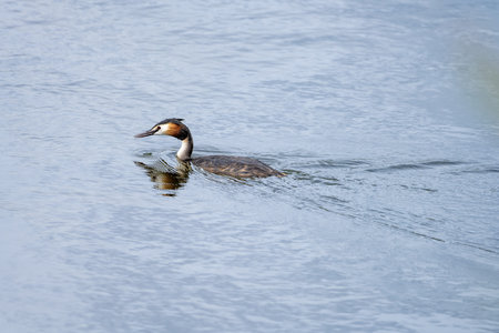 A great crested grebe glides smoothly across calm water, its striking plumage and distinctive head crest clearly visible in the serene setting.の写真素材