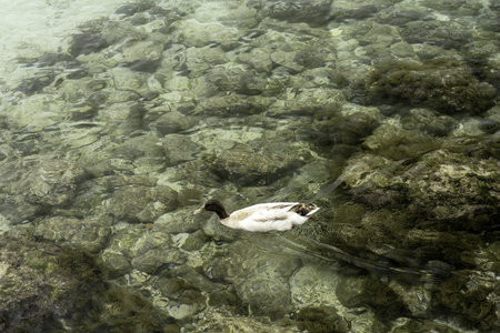 A duck swims in the clear, shallow waters of Cala Santandria, Menorca, revealing the rocky underwater landscape. A peaceful moment in nature.の写真素材