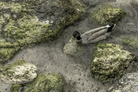 A duck swims in the clear, shallow waters of Cala Santandria, Menorca, revealing the rocky underwater landscape. A peaceful moment in nature.の写真素材