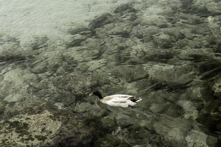 A duck swims in the clear, shallow waters of Cala Santandria, Menorca, revealing the rocky underwater landscape. A peaceful moment in nature.の写真素材
