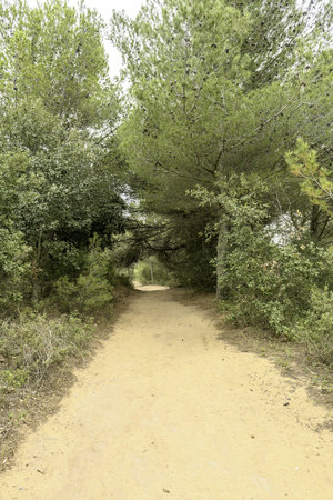 A scenic view of a sandy trail lined with lush green vegetation and rocky terrain on the Cami de...