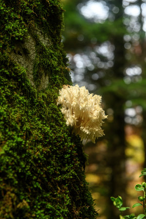 Close-up of Hericium coralloides, a coral tooth fungus, growing on a moss-covered tree trunk in a dense forest with blurred background.の写真素材