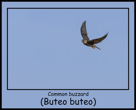 Common Buzzard in flight, spreading its wings gracefully in a clear and open sky.