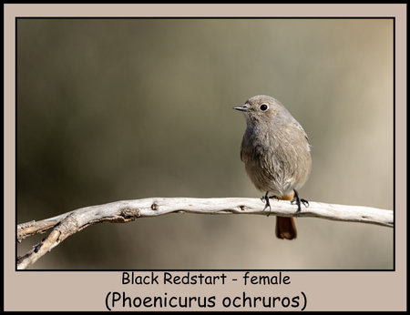 Phoenicurus ochruros female bird standing on a branch with soft backgroundの写真素材
