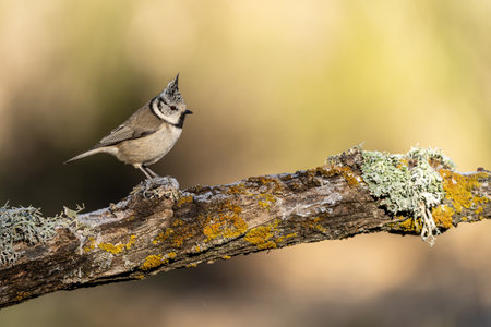 Crested tit perched on a lichen-covered branch, showing off its unique crest and natural beauty in a serene environment.の写真素材