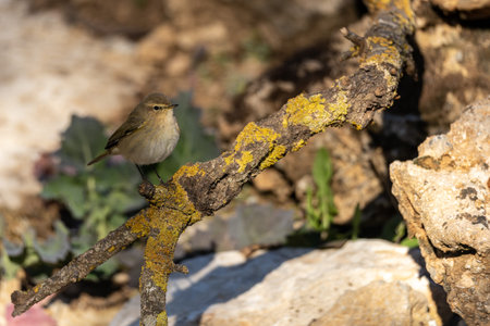 Common chiffchaff (Phylloscopus collybita) resting on a lichen-covered branch, surrounded by rocks and greenery in natural light.の写真素材