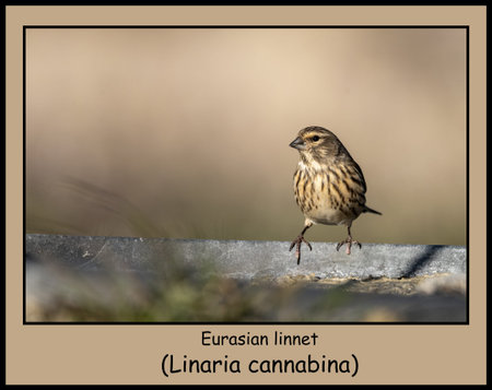 Eurasian linnet (Linaria cannabina) perched on a metal edge, showing its streaked plumage against a...