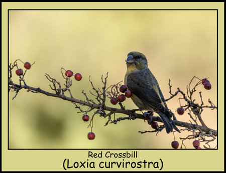 Red crossbill (Loxia curvirostra) perched on a branch adorned with red berries, displaying its unique crossed beak and vibrant plumage in a natural setting.の写真素材