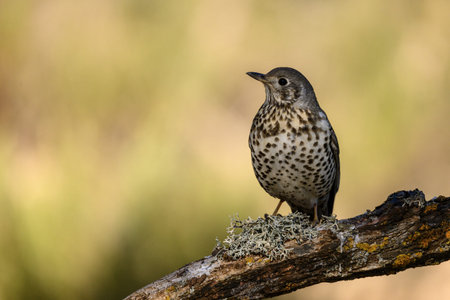 A song thrush perched on a branch covered in lichen, with a blurred greenish background and natural...