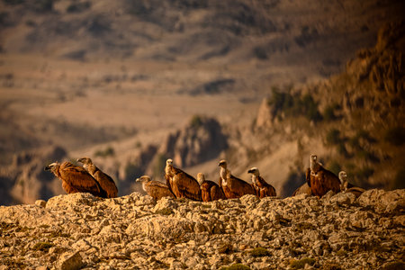 Great Tit or Parus major, reflected in the water of a pondの写真素材