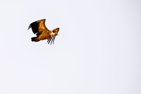 Griffon Vulture or Gyps fulvus in flight