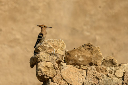 A striking Hoopoe (Upupa epops) perched on an old stone wall, bathed in warm sunlight.の写真素材