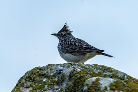 A Thekla's lark (Galerida theklae) perches on a moss-covered rock, displaying its distinctive crest and feather patterns against a soft sky.の写真素材