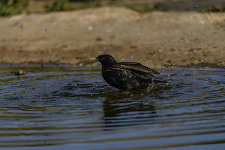 A Common Starling (Sturnus vulgaris) captured mid-bath, splashing water droplets in a shallow pond.の写真素材