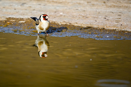 Goldfinch or Carduelis carduelis, is a passerine bird belonging to the finch familyの写真素材