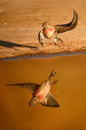 Linnet or Linaria cannabina, reflected in the golden springの写真素材