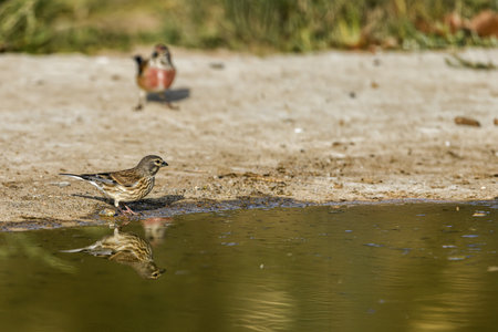 A common linnet (Linaria cannabina) stands near the edge of a pond, drinking water while its reflection is visible on the calm surface.の写真素材