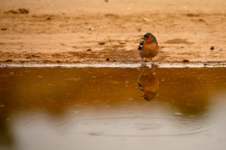 Common chaffinch or Fringilla coelebs, passerine bird of the Fringillidae familyの写真素材