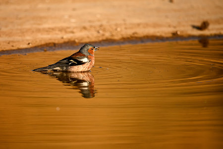 Common chaffinch or Fringilla coelebs, passerine bird of the Fringillidae familyの写真素材