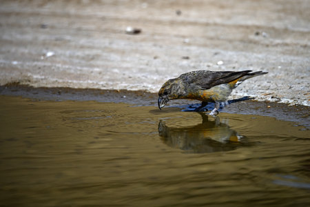 Crossbill reflected in a golden springの写真素材