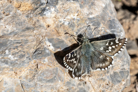 A grizzled skipper butterfly (Pyrgus malvae) rests on a sunlit rock, its patterned wings blending with the rugged surface.の写真素材