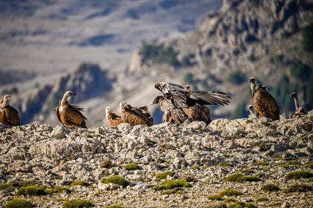 Bearded vulture or Gypaetus barbatus, together with griffon vulturesの写真素材