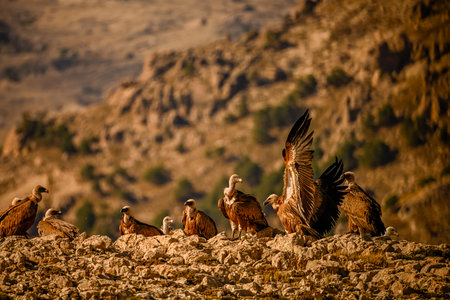 Griffon vultures or Gyps fulvus perched on the mountainの写真素材