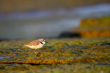 Kentish Plover or Charadrius alexandrinus, looking for food