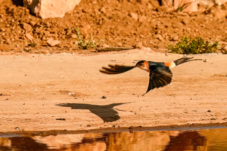 Red-rumped Swallow or Cecropis daurica, flying over the springの写真素材