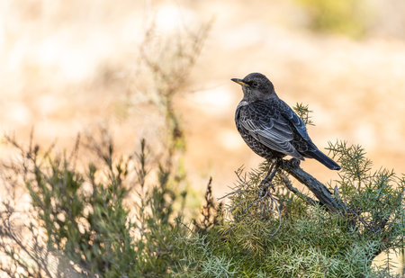 White-capped Blackbird or Turdus torquatus, passerine bird of the Turdidae family