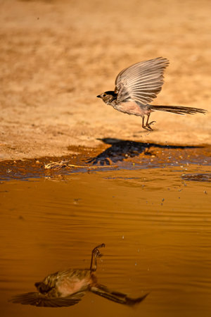 Aegithalos caudatus, reflected in the golden springの写真素材