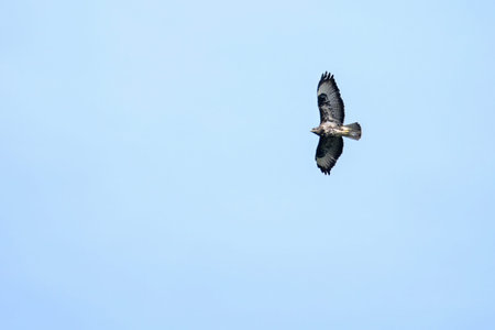 A Common Buzzard in flight, spreading its wings gracefully against a bright, clear blue sky.
