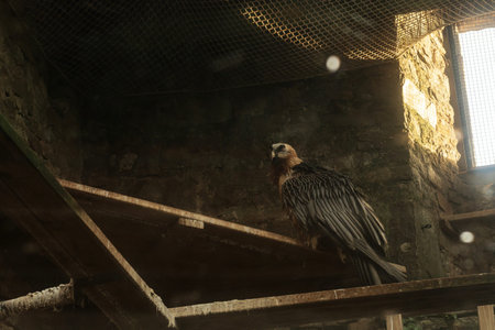 Bearded vulture inside a rustic enclosure with stone walls and wire mesh, showcasing its striking...