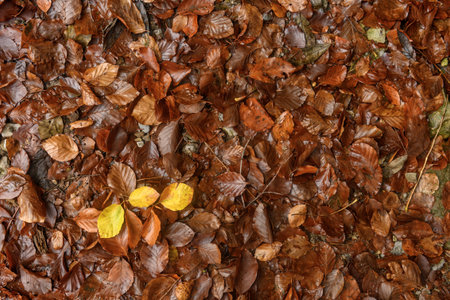 A detailed view of a forest floor scattered with fallen leaves in brown and yellow hues, creating a...