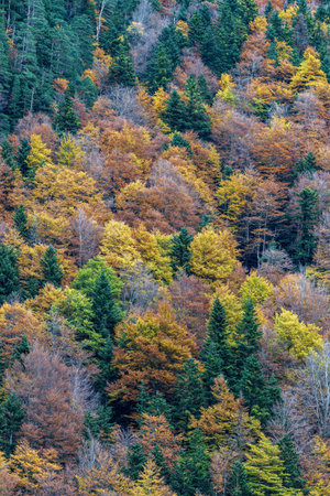 A colorful forest with a mix of autumn foliage and evergreen trees, creating a vibrant natural...