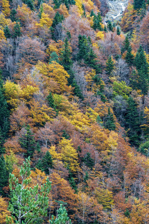 A colorful forest with a mix of autumn foliage and evergreen trees, creating a vibrant natural...