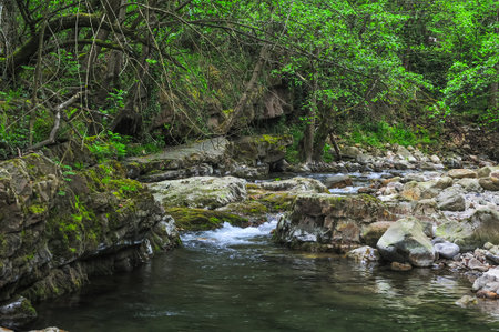 A peaceful creek meanders through a dense forest, with sunlight dappling through the canopy onto the rocky stream banks.の写真素材