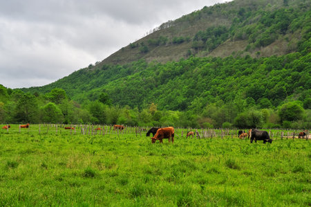 A herd of cows grazes peacefully in a lush green pasture, with a mother cow tending to her calf.の写真素材