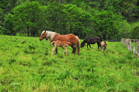 A chestnut mare with a white mane tenderly cares for her foal in a vibrant green field, with other horses grazing nearby.の写真素材