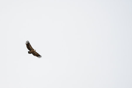 A vulture soars gracefully through the sky, its wings fully extended, gliding effortlessly against a soft blue and cloudy backdrop.の写真素材