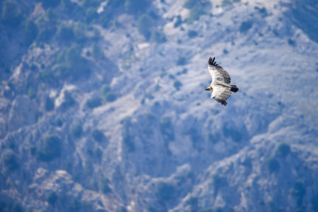 Griffon Vulture or Gyps fulvus in flight