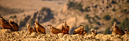 Griffon vultures or Gyps fulvus perched on the mountainの写真素材